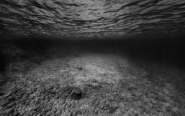 Le monde sous-marin magnifié par la photographie en noir et blanc