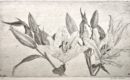 Charles Donker | Gravures récentes